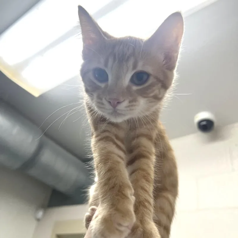 A baby small-sized male Orange / Red Domestic Short Hair cat named Tonto for adoption in Albert Lea, MN