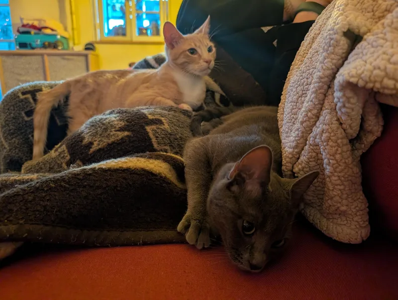 Danielle Steel  Creamsicle thumbnail 2