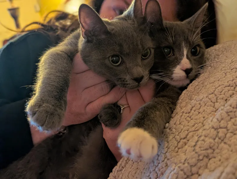 Danielle Steel  Creamsicle thumbnail 3