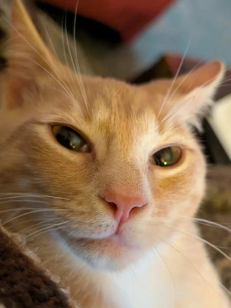 Danielle Steel  Creamsicle thumbnail 4