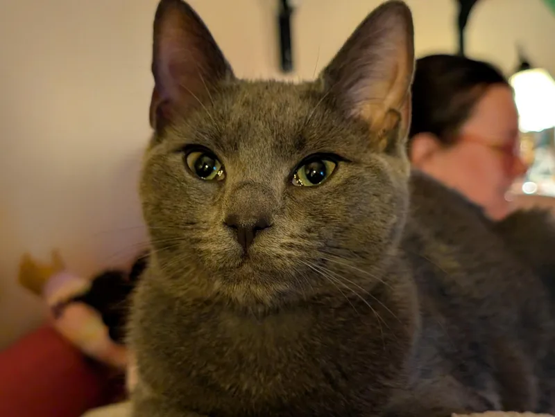 Danielle Steel  Creamsicle thumbnail 5