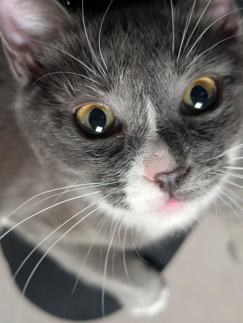 Danielle Steel  Creamsicle thumbnail 6