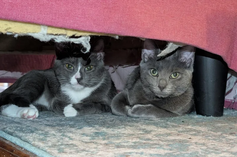 Danielle Steel  Creamsicle