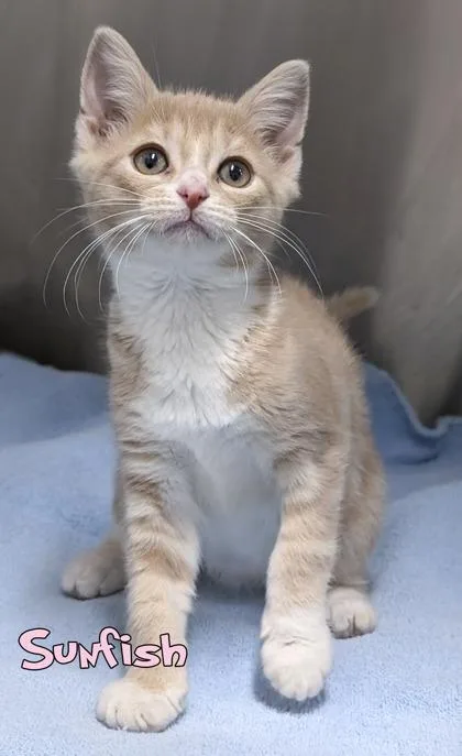A baby small-sized female Domestic Short Hair cat named Sunfish for adoption in Mason, MI