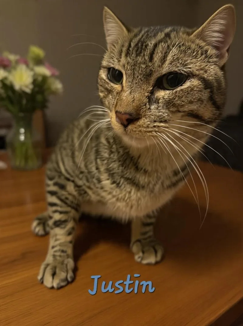 A young medium-sized male Domestic Short Hair cat named Justin for adoption in Randolph, AL