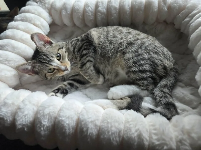 A young medium-sized male Tabby (Buff / Tan / Fawn) Domestic Short Hair cat named Moocher for adoption in Logan, OH