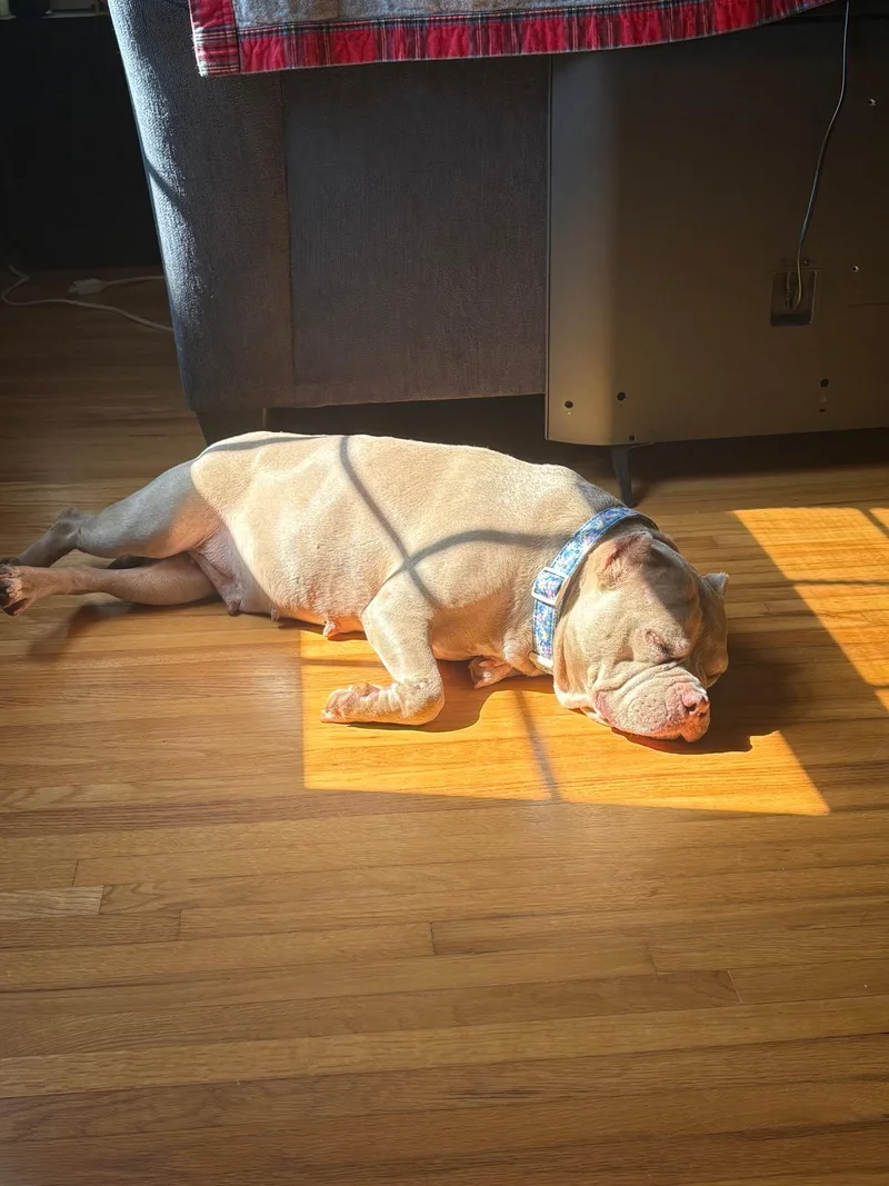 An adult medium-sized female Miniature Bull Terrier dog named Zara for adoption in Charlotte, NC