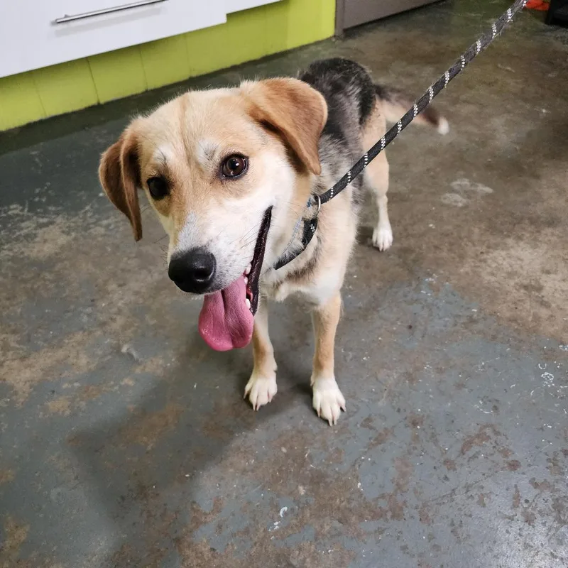 A young medium-sized male Mixed Breed dog named Eyore for adoption in Point Pleasant, WV