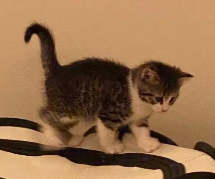 A baby medium-sized male Tabby (Brown / Chocolate) Tabby cat named Nick for adoption in Indianapolis, IN