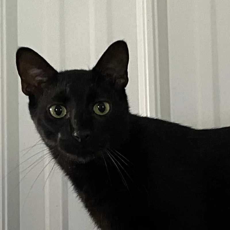 A young medium-sized male Black Domestic Short Hair cat named Banjo for adoption in Blairsville, GA