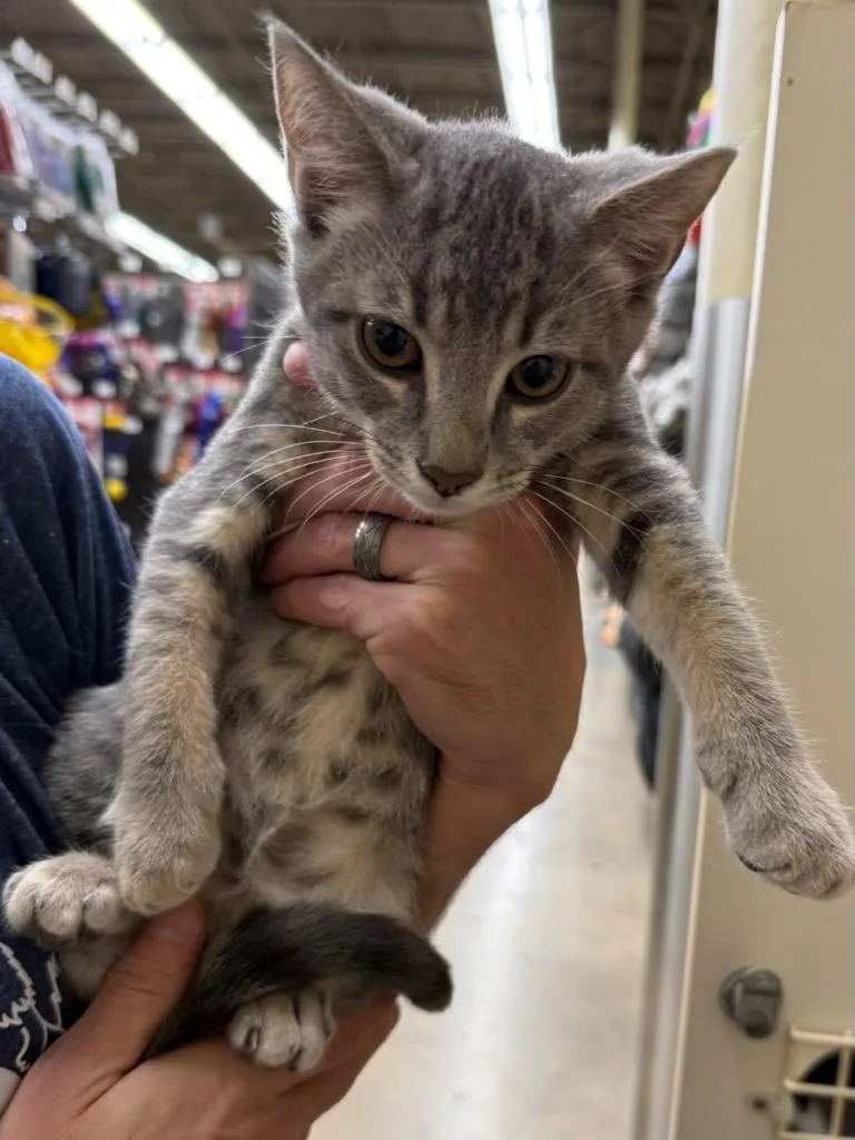 A baby small-sized male Domestic Short Hair cat named Jumper for adoption in Tampa, FL