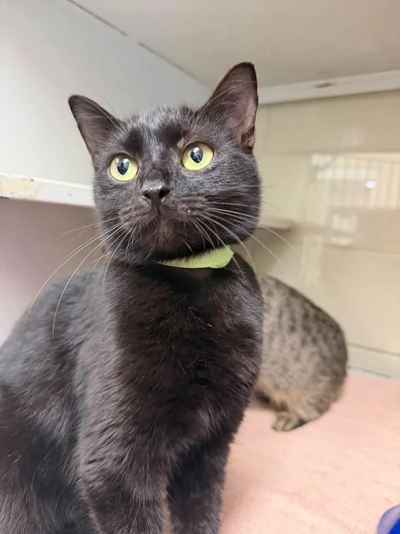 An adult medium-sized female Domestic Short Hair cat named October for adoption in Burgaw, NC