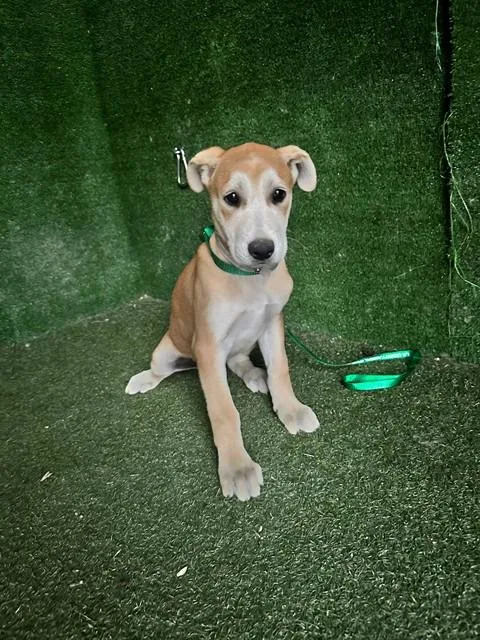 A baby small-sized female Black Mouth Cur dog named Blue for adoption in Lancaster, CA