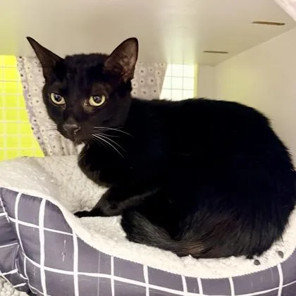 An adult small-sized male Domestic Short Hair cat named Socks for adoption in Honolulu, HI