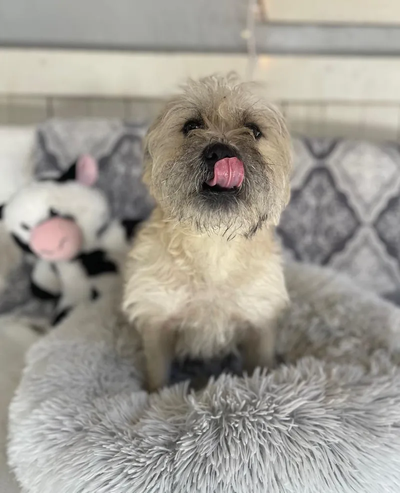 Papa Cody thumbnail 2