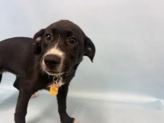 A baby large-sized female Labrador Retriever dog named Medora for adoption in Golden Valley, MN