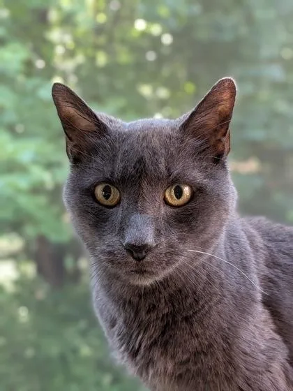 A senior medium-sized male Domestic Short Hair cat named Rooney for adoption in Fishers, IN