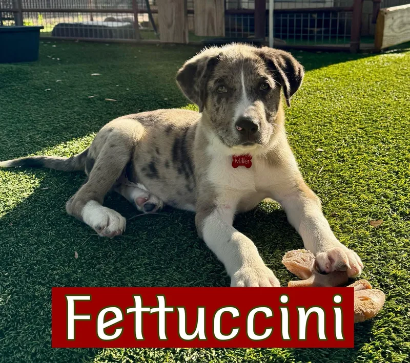 Pasta Litter thumbnail 3