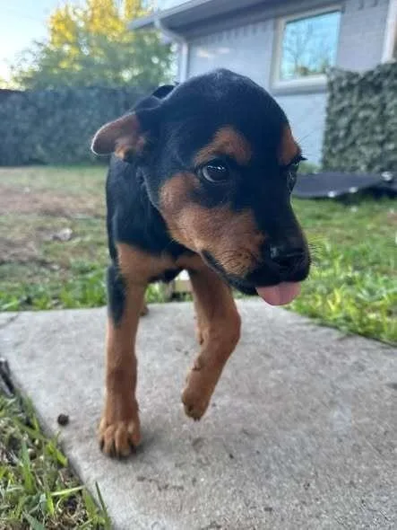 A baby medium-sized female Miniature Pinscher dog named Fall Leaves Litter: Maple for adoption in Dallas, TX