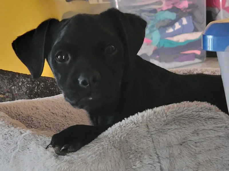 A young small-sized male Black Labrador Retriever dog named Pablo for adoption in Arcadia, CA