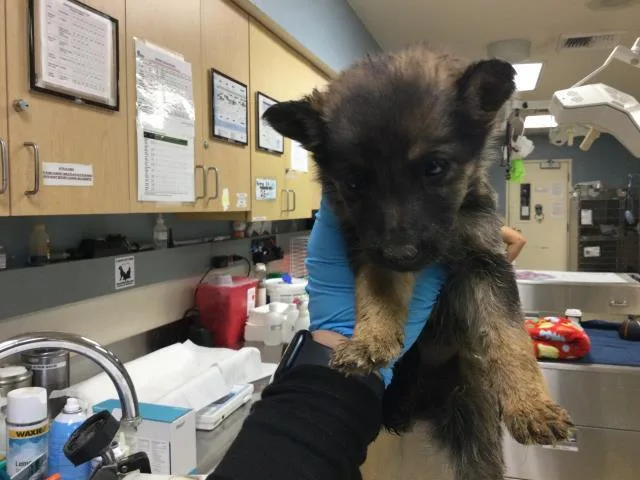 A young small-sized female German Shepherd Dog dog named Bear for adoption in Riverside, CA