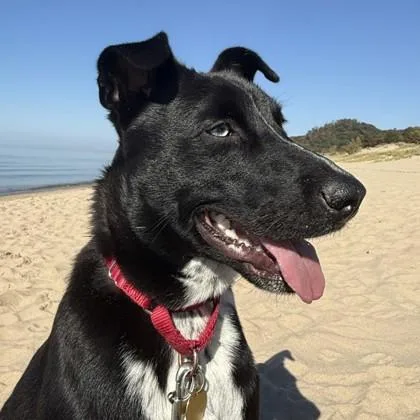 A young medium-sized male Black Mixed Breed dog named Finn for adoption in Lansing, MI