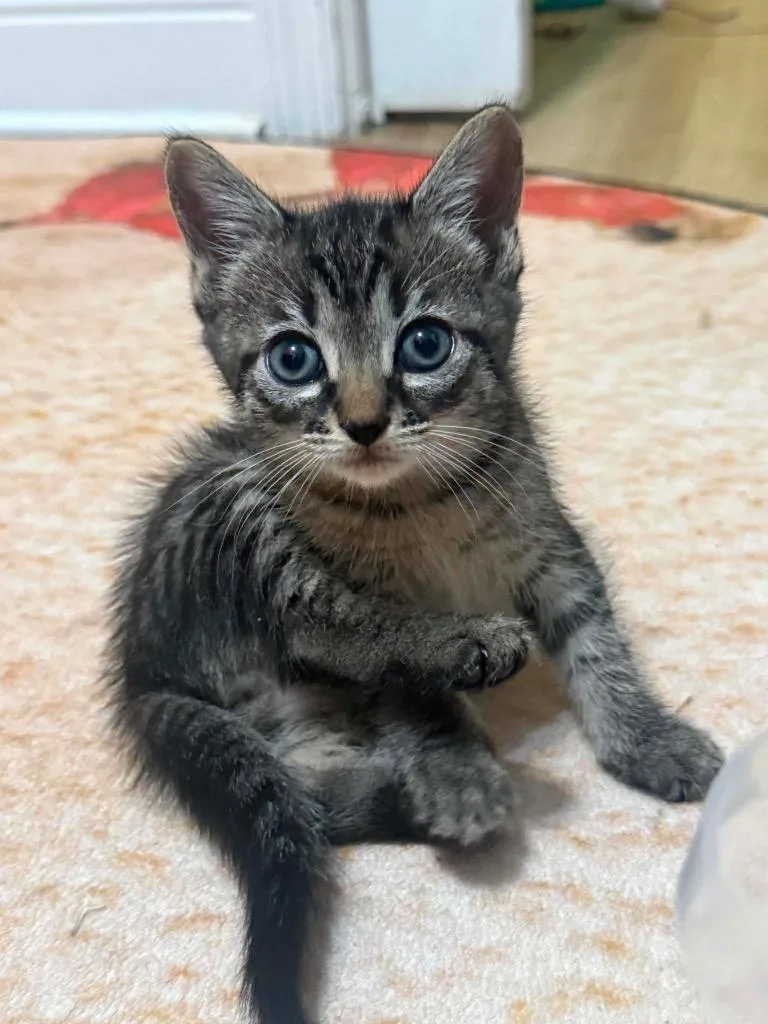 A baby small-sized male Domestic Short Hair cat named Sashimi for adoption in Orlando, FL