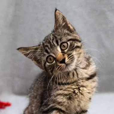 A baby medium-sized male Tabby (Brown / Chocolate) Domestic Short Hair cat named Niko for adoption in Minneapolis, MN