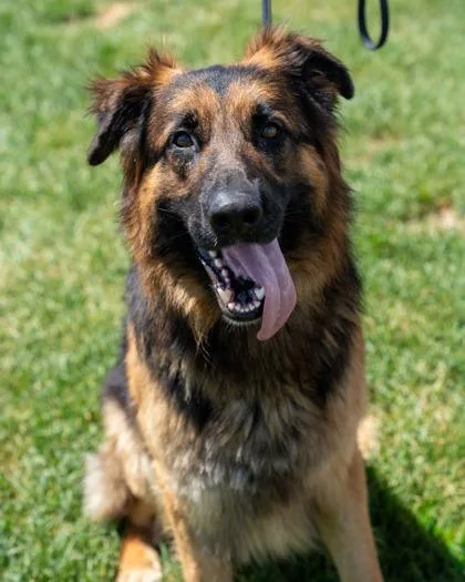 An adult large-sized male German Shepherd Dog dog named Louie for adoption in Pequot Lakes, MN