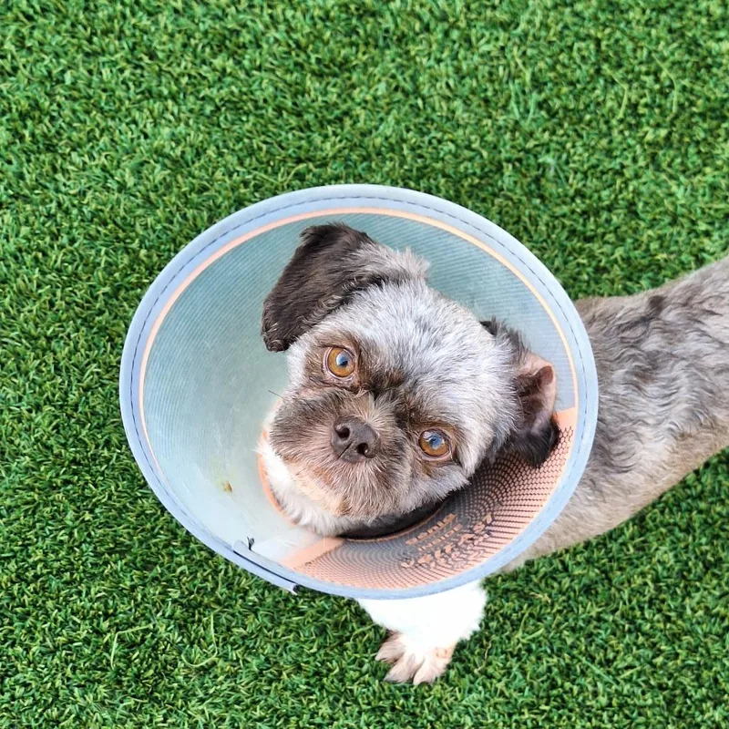 An adult small-sized male Black Shih Tzu dog named Oreo for adoption in LOXAHATCHEE, FL