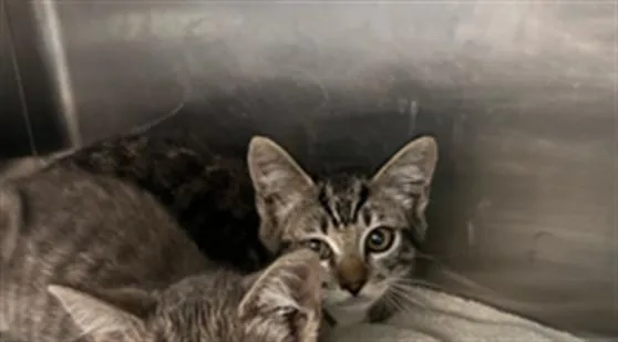 A baby small-sized male Domestic Short Hair cat named Isaac for adoption in Van Nuys, CA