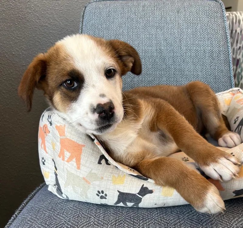 A baby medium-sized male Australian Shepherd dog named Lycan for adoption in Cottonwood, AZ