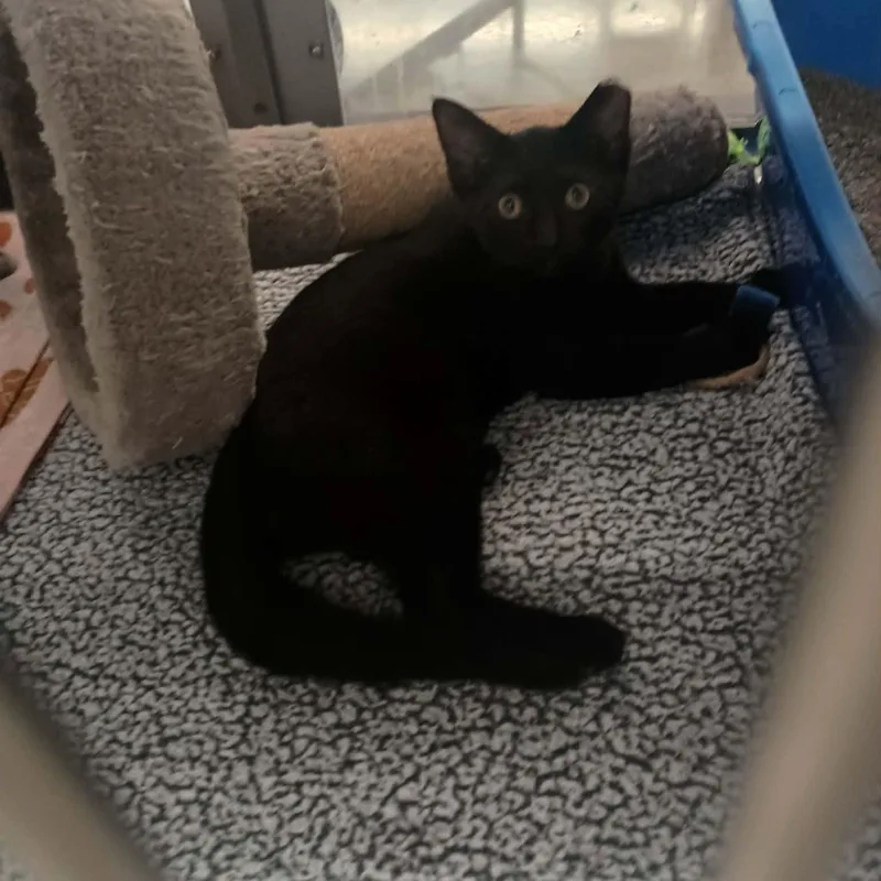 A baby medium-sized female Black Domestic Short Hair cat named Trixie for adoption in Grove City, OH
