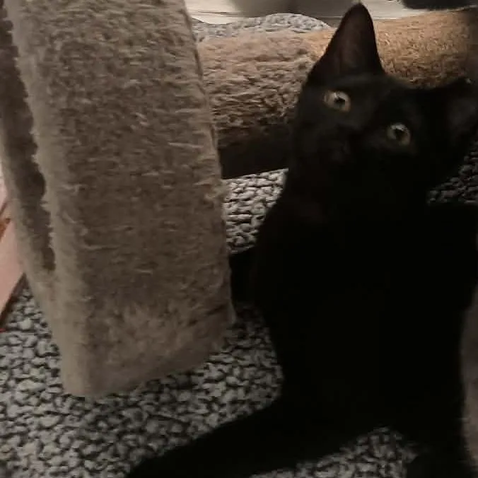 Trixie thumbnail 2