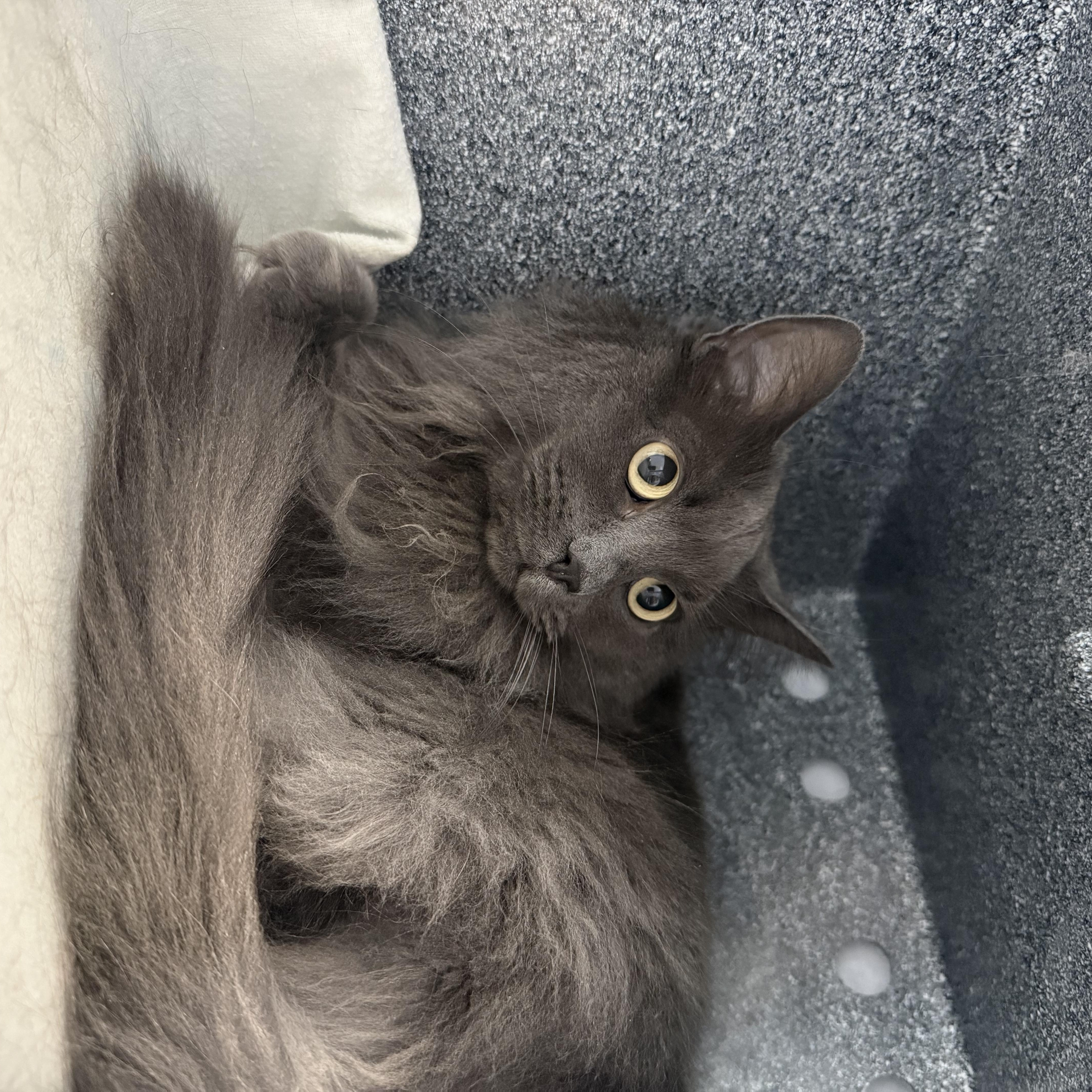 An adult medium-sized female Gray / Blue / Silver Domestic Long Hair cat named Cali for adoption in Eagle, CO