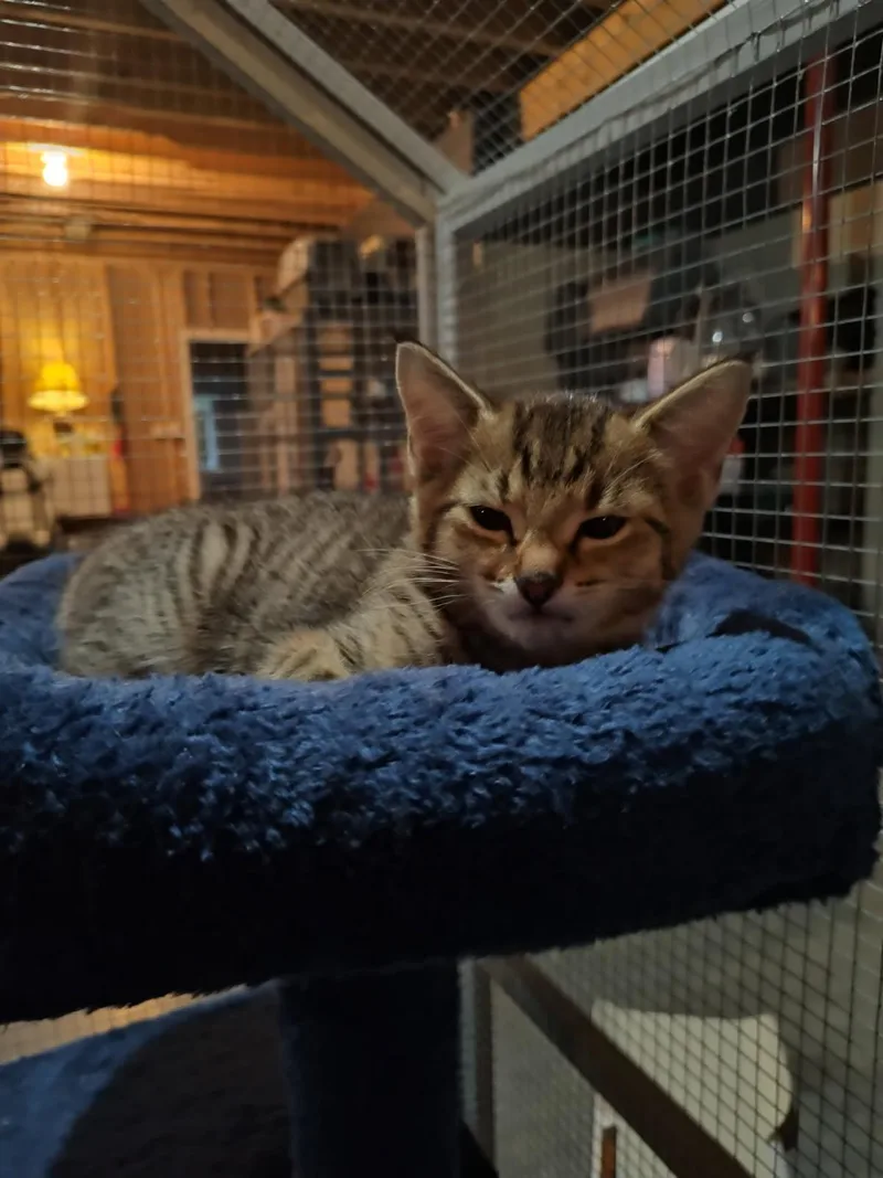 A baby small-sized male Tabby (Brown / Chocolate) Domestic Short Hair cat named Hendrix for adoption in CANONSBURG, PA