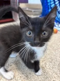 A baby small-sized male Domestic Short Hair cat named Twist for adoption in Scotia, NY