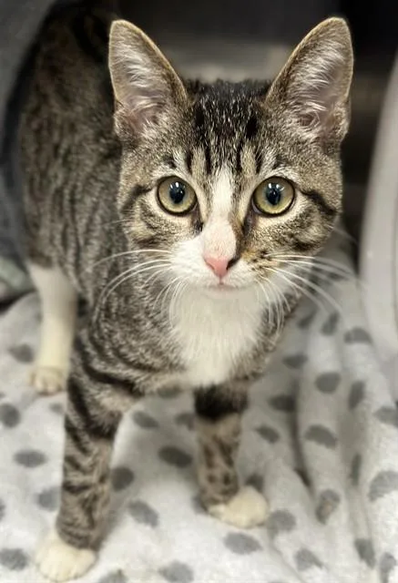 A young small-sized female Domestic Short Hair cat named Diamond for adoption in Fort Lauderdale, FL