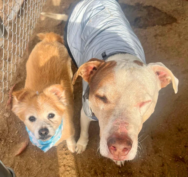 Little Dude thumbnail 2