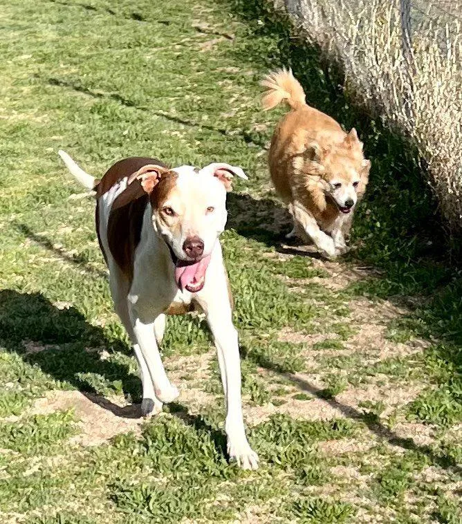 Little Dude thumbnail 3