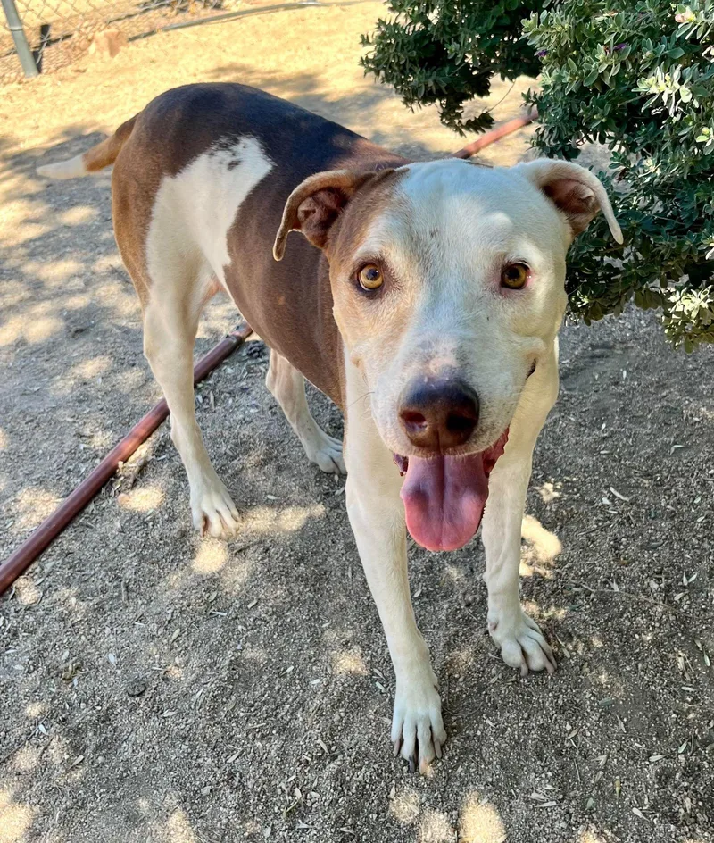 Little Dude thumbnail 4