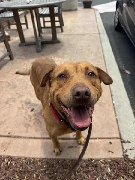 An adult large-sized male Labrador Retriever dog named Stoic for adoption in San Diego, CA