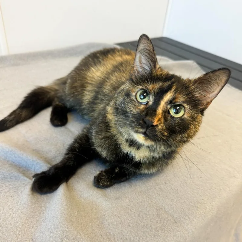 An adult medium-sized female Tortoiseshell Domestic Medium Hair cat named Chloe for adoption in Fort Wayne, IN