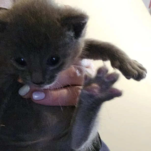 A baby small-sized male Gray / Blue / Silver Domestic Short Hair cat named Niro for adoption in Sioux Falls, SD