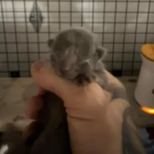 Niro thumbnail 2