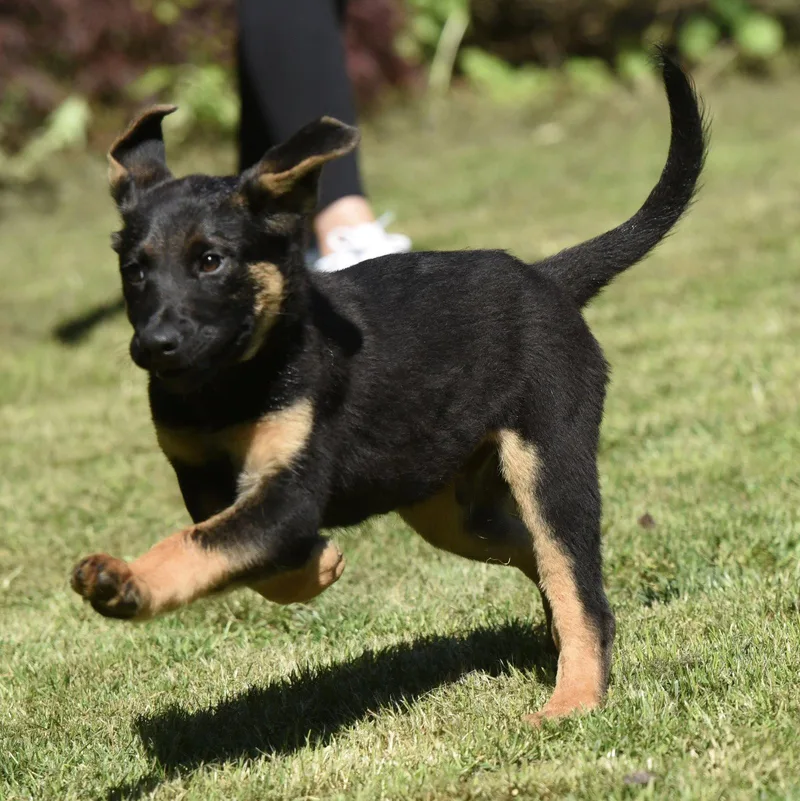 A baby large-sized male German Shepherd Dog dog named Ernie for adoption in Mechanicsburg, PA