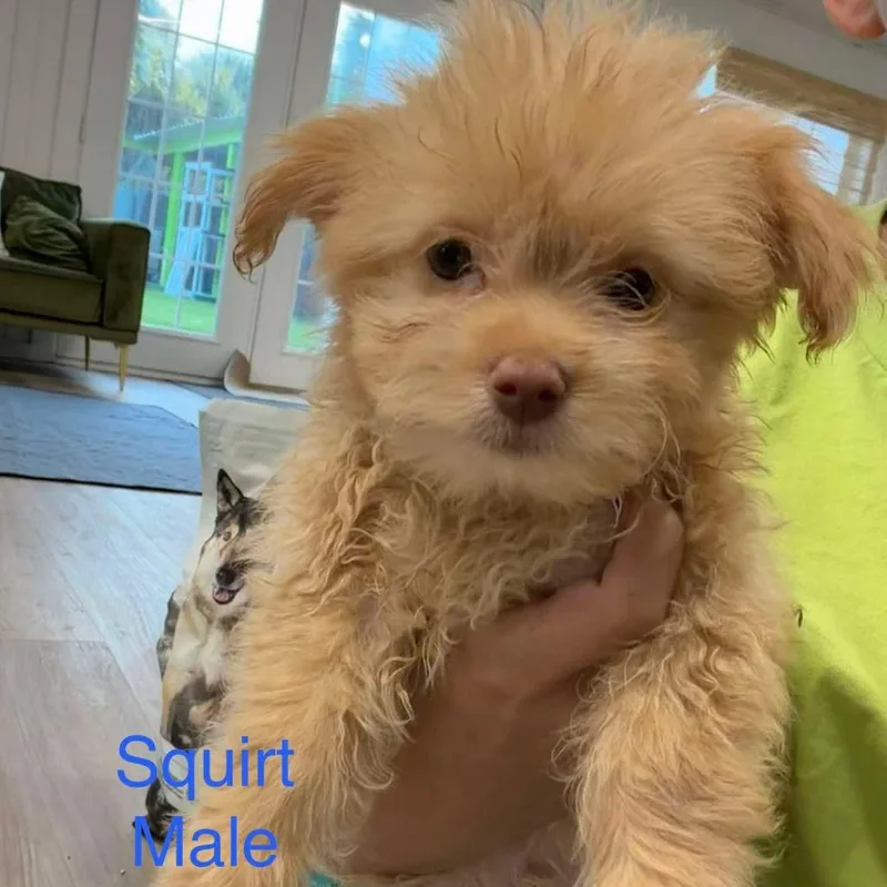 Squirt thumbnail 2
