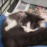 A baby medium-sized female Black Domestic Long Hair cat named Fifi La Fume for adoption in Portsmouth, OH