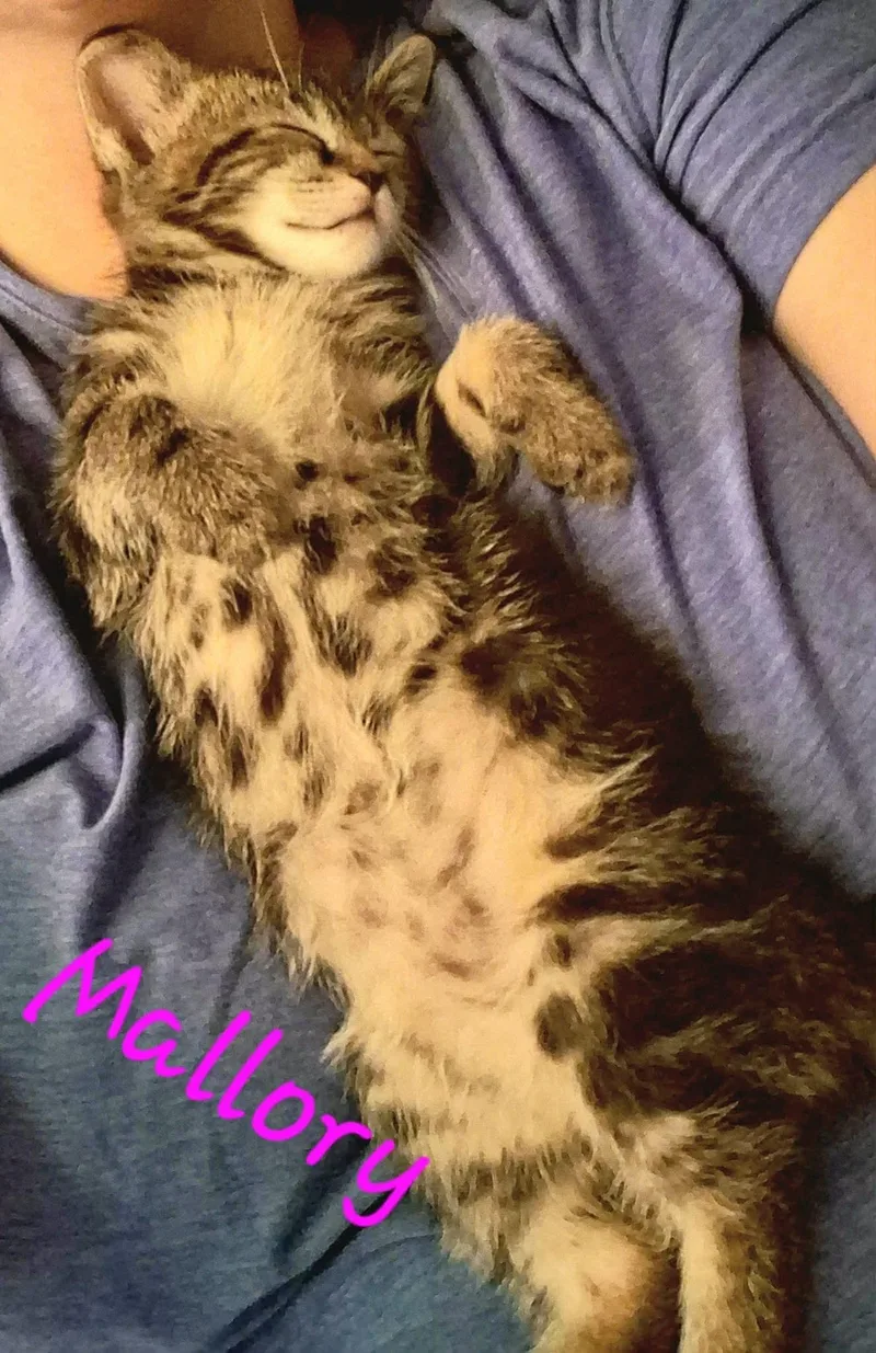 A baby medium-sized female Tabby (Buff / Tan / Fawn) Domestic Short Hair cat named Mallory for adoption in East Lansing, MI