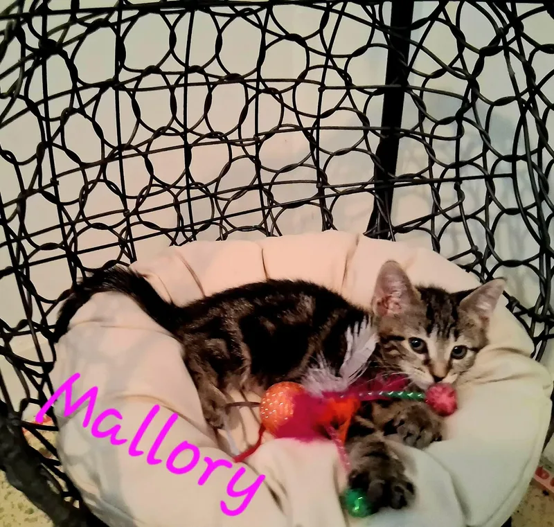 Mallory thumbnail 2